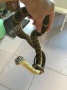 ���ݶദ�֡��߾��� ���񲻸Ҵ��޳���(ͼ)