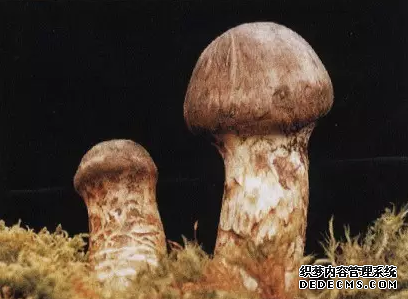 都说吃它能以形补形,一分钟教会你滋补松茸炖鸡